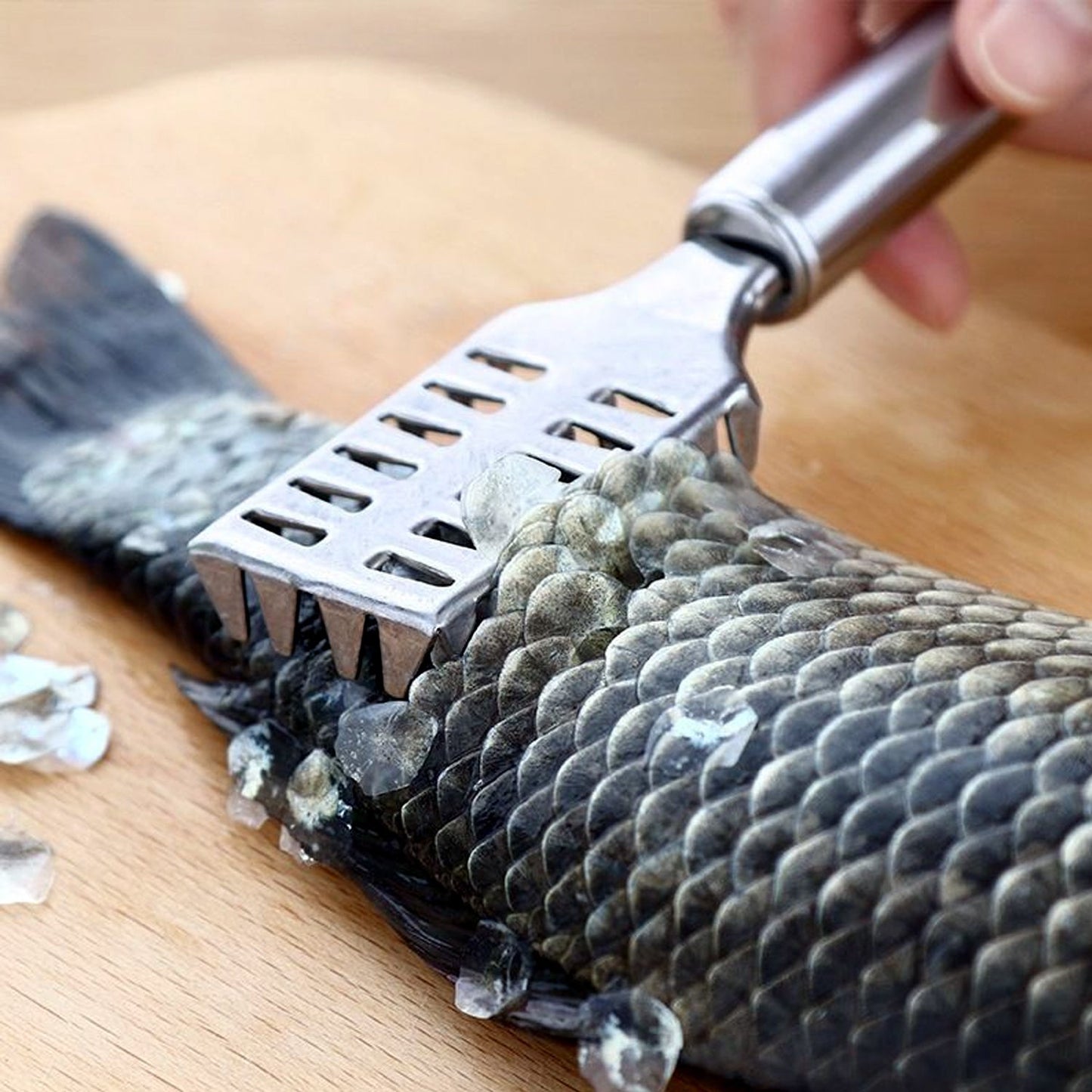 Stainless Steel Fish Scale Remover Scraper ��� Sawtooth Kitche