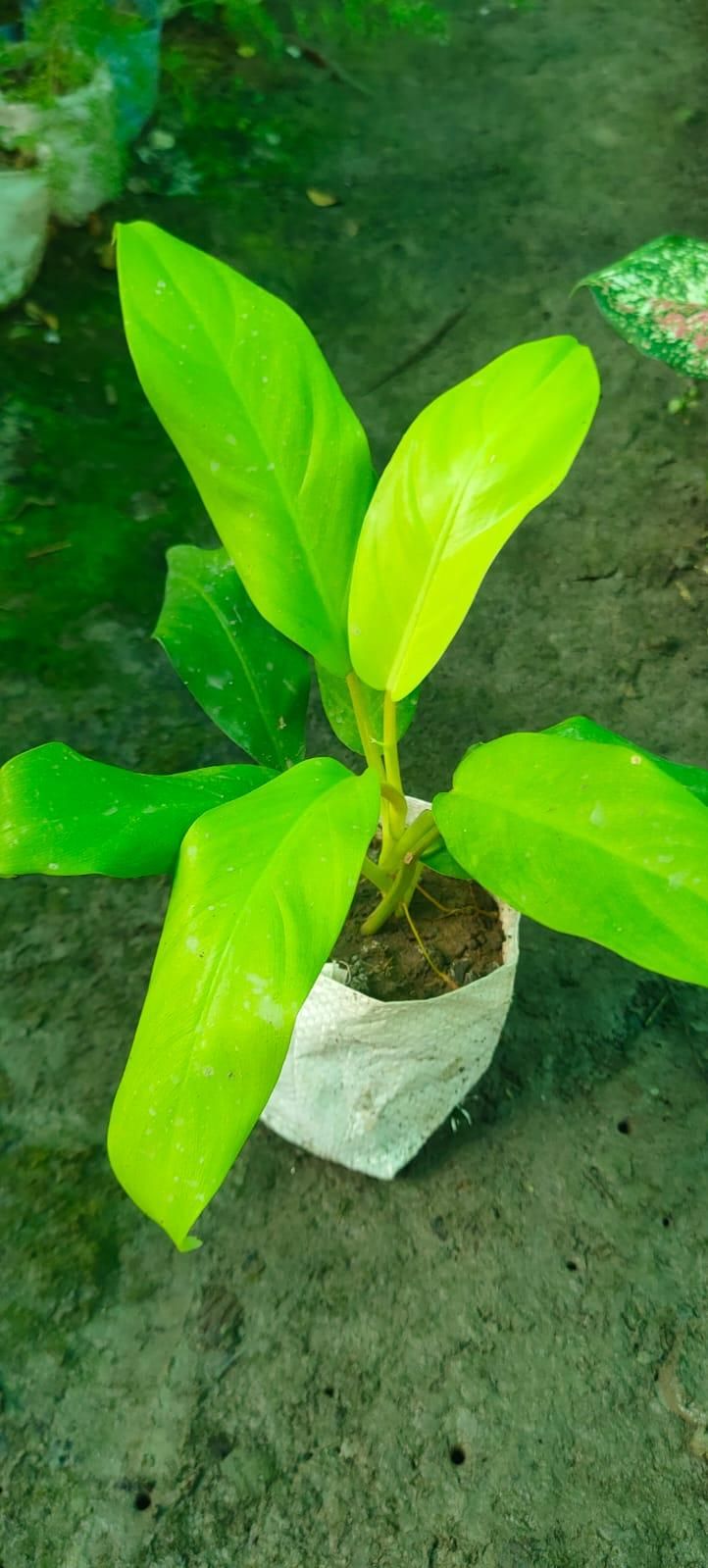 Lung Nourishing Plant