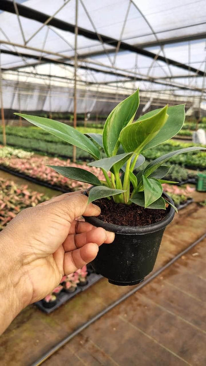 Lung Nourishing Plant